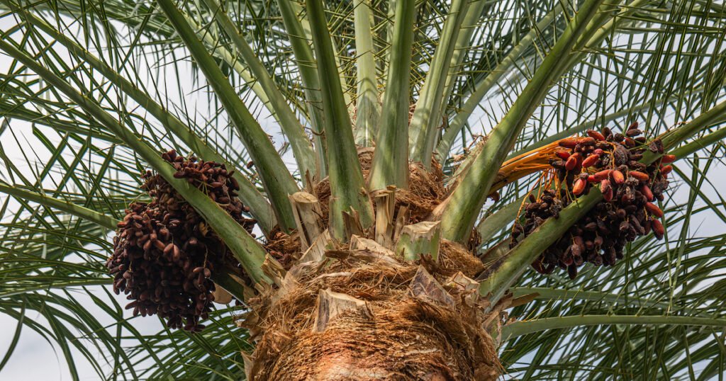 Medjool Date Palm In California