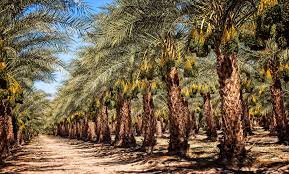 Medjool vs Deglet Date Palm: Which Palm Tree Is Right for Your Property?