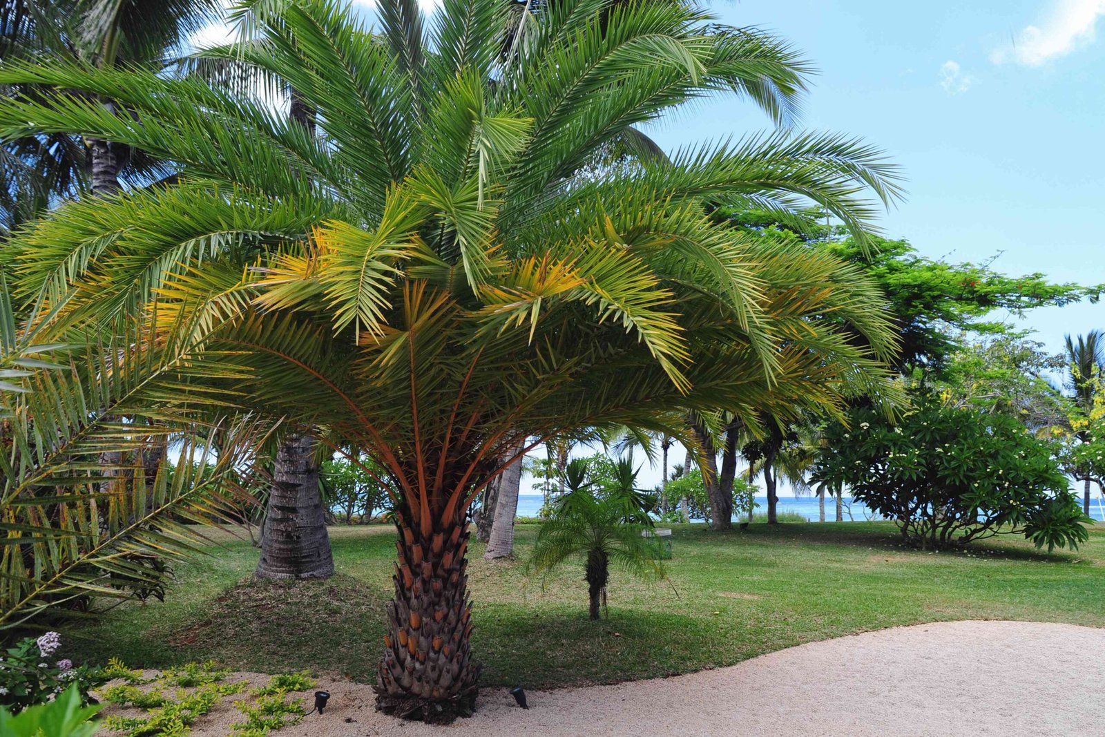 Best Palm Trees for California Climate: Expert Buying Guide